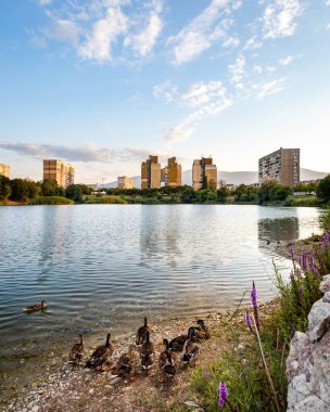 Bulgaristan 'ın başkenti Sofya' daki Drujba 'da gölün kenarında yürüyen ördekler görülüyor. Daire binaları ve Vitosha Dağı 'nın ana hatları uzaktan görülebiliyor.