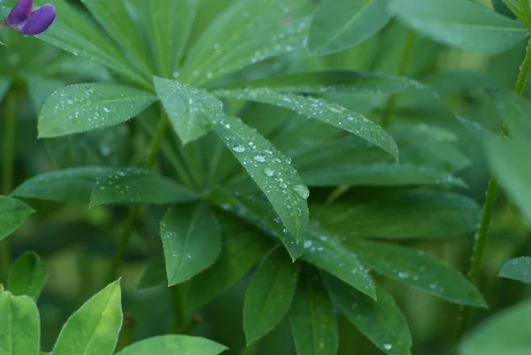 Lupine üzerinde yağmur damlaları