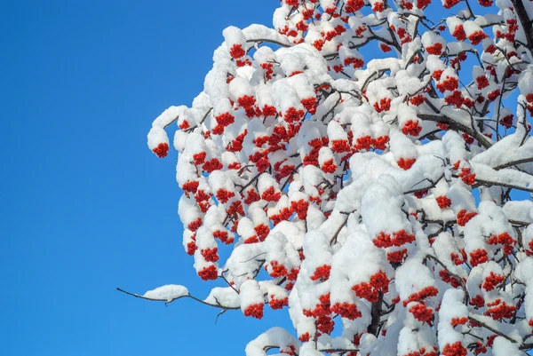 Sibirya'da Rowan