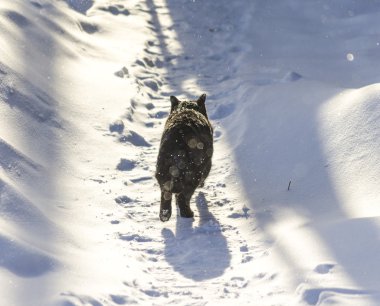 Kara kedi başına yürüyüş