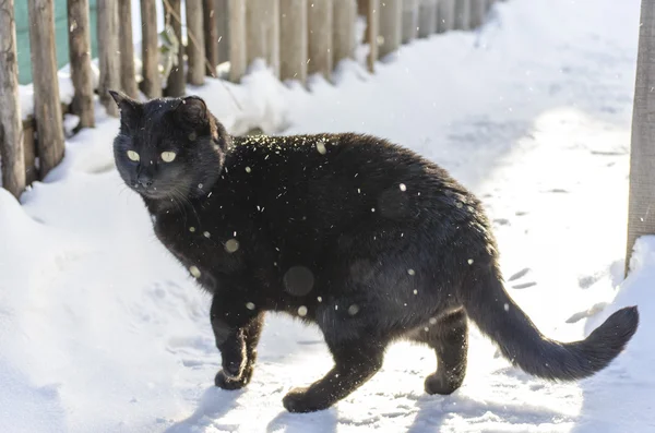 Kara kedi başına yürüyüş