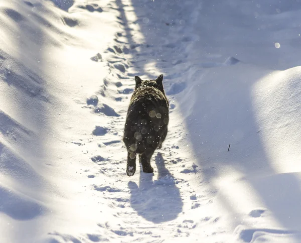 Kara kedi başına yürüyüş