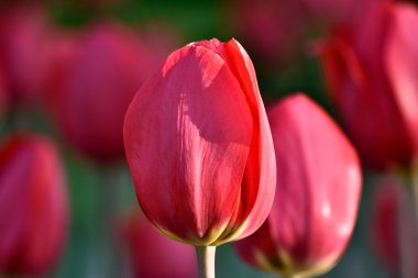 bud, kırmızı lale