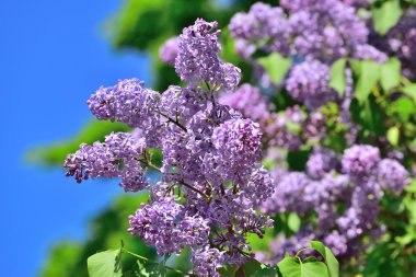 Mavi gökyüzü arka plan üzerinde Eflatun çiçekler