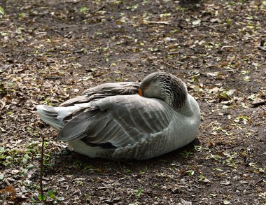 Vahşi gri kaz kendini temizler 