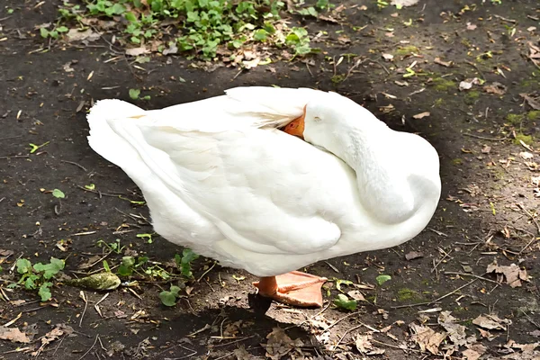 White goose cleaning his feathers — Stock Photo, Image