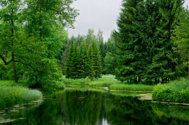 Gölet ve ağaçlar Tsarskoye Selo (Puşkin). Catherine Park. St. Petersburg. Rusya