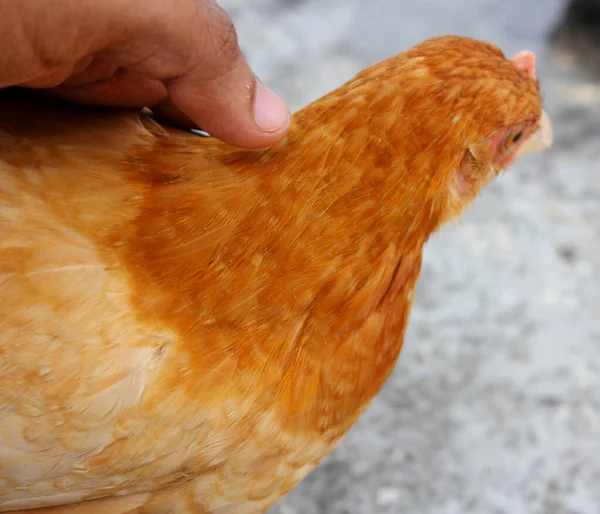 Pegang Dengan Tangan Dari Ayam — Stok Foto