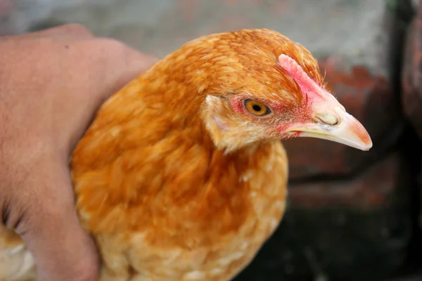 Segure Mão Frango — Fotografia de Stock