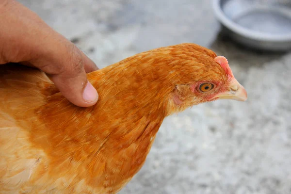 Pegang Dengan Tangan Dari Ayam — Stok Foto