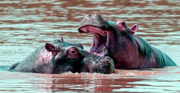 Familia Hippo Hippopotamus Amphibius Río Parque Nacional Kenia África — Foto de Stock