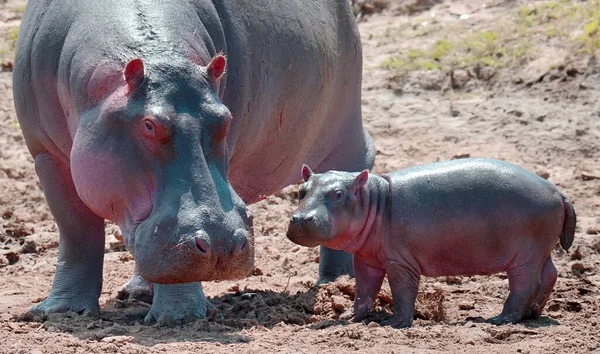 Hippo Hippopotamus Amphibius Parque Nacional Quénia África — Fotografia de Stock