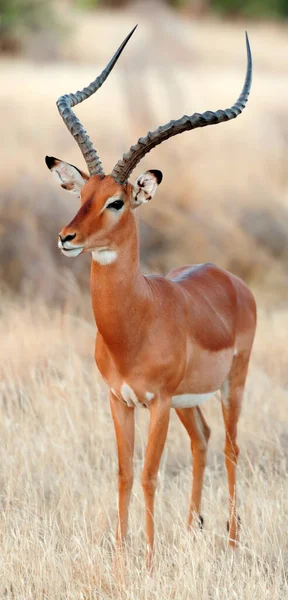 Impala Savana Reserva Nacional África Sul Quénia — Fotografia de Stock