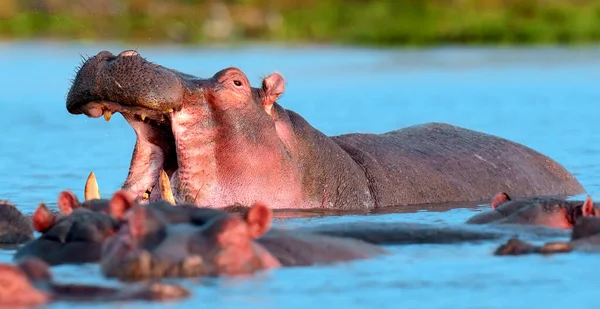 Familia Hippo Hippopotamus Amphibius Agua África — Foto de Stock