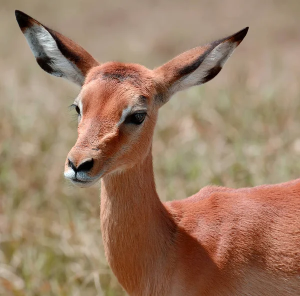 Impala Savanna National Park Africa Kenya — Stock Photo, Image