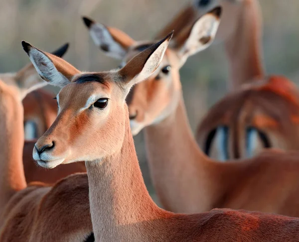 Impala Savanna Africa Kenya — Stock Photo, Image