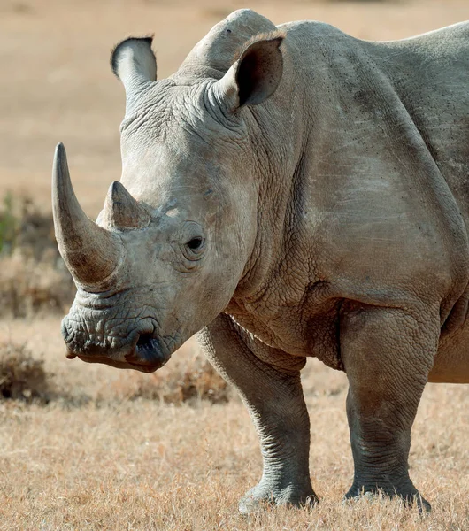 Rhino Sawannie Parku Narodowym Afryki — Zdjęcie stockowe