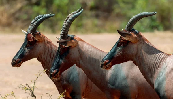 Kenya Nın Masai Mara Rezervinde Topi Antilop Damaliscus Lunatus — Stok fotoğraf