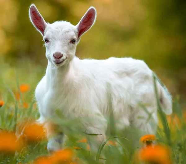 White Baby Goat Standing Green Grass Yellow Flowers — Stock Photo, Image