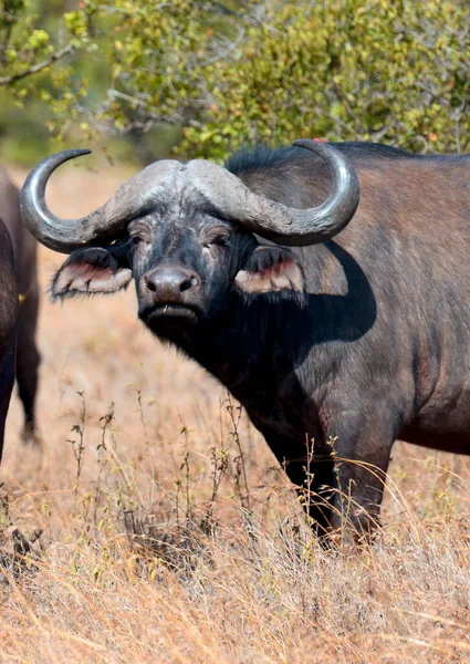 Wilder Afrikanischer Büffelbulle Nationalpark Afrika Kenia — Stockfoto