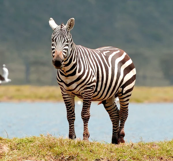 Zebra Parku Narodowym Afryka Kenia — Zdjęcie stockowe