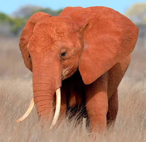 Elefanter Kenyas Nationalpark Afrika — Stockfoto