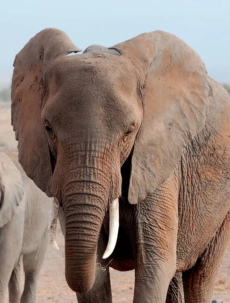 Elefanter Kenyas Nationalpark Afrika — Stockfoto