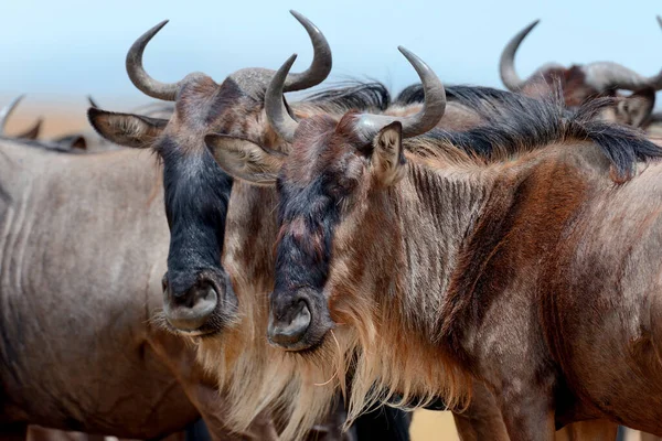 Portrait Wildebeest National Park Kenya Africa — Stock Photo, Image