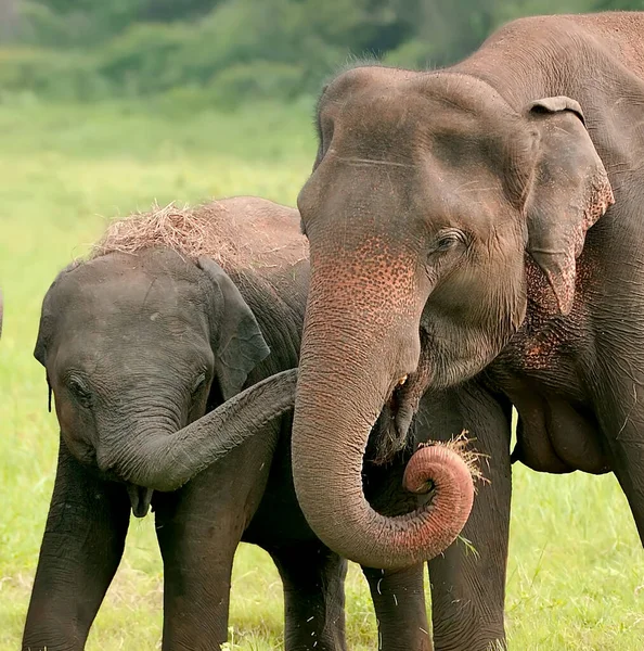 Elefanter Sri Lankas Nationalpark — Stockfoto