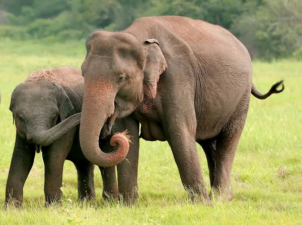 Słonie Parku Narodowym Sri Lanka — Zdjęcie stockowe