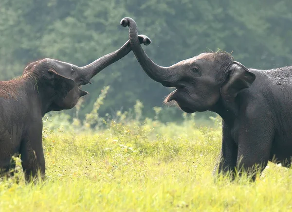 Elefanter Sri Lankas Nationalpark — Stockfoto