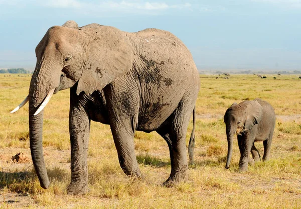 Elefanter Kenyas Nationalpark Afrika — Stockfoto