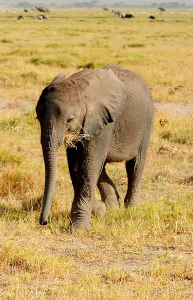 Слон Національному Парку Кенія Африка — стокове фото