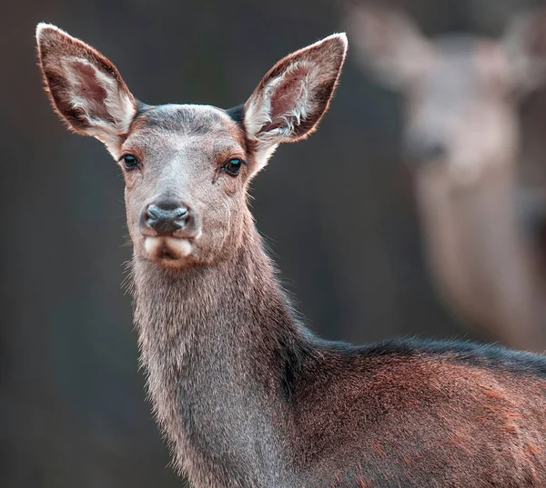 Capriolo Femmina Trova Nella Foresta Autunnale — Foto Stock