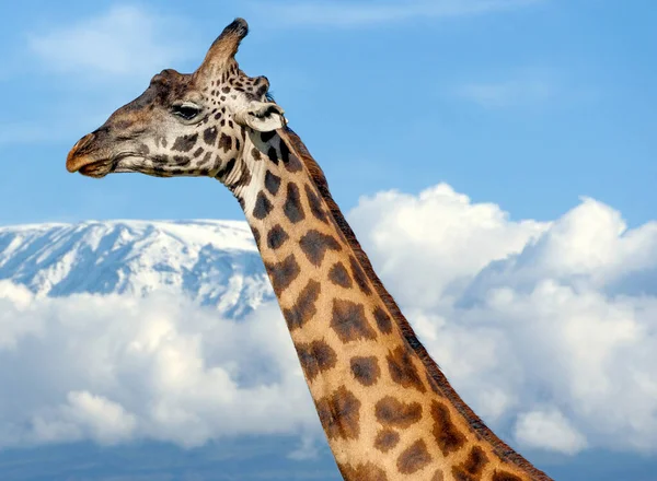 Giraffa Sul Kilimangiaro Nel Parco Nazionale Del Kenya Africa — Foto Stock