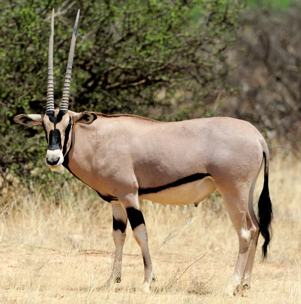 Antilope Gemsbok Oryx Gazella Parco Kenya Sudafrica — Foto Stock