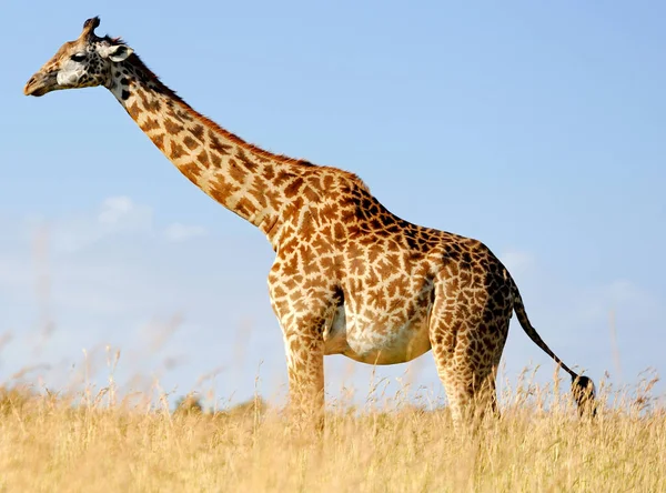 Jirafa Sabana Parque Nacional África — Foto de Stock