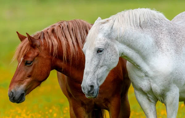 Cavalo Branco Marrom Campo Flores Amarelas Animais Exploração Prado Fotos De Bancos De Imagens Sem Royalties