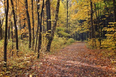 sonbahar manzara, sarı ağaçlarda yaprak.