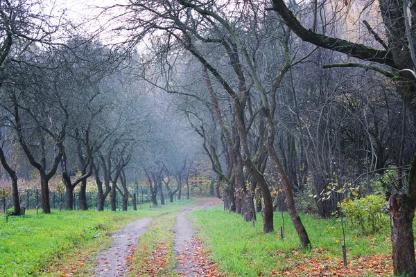 公園、紅葉と霧なし秋の木々 の道 — ストック写真