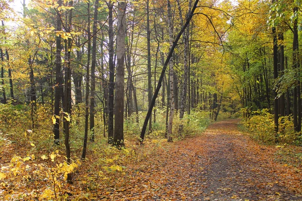 Autumn landscape, a beautiful track in the park — Stock Photo, Image