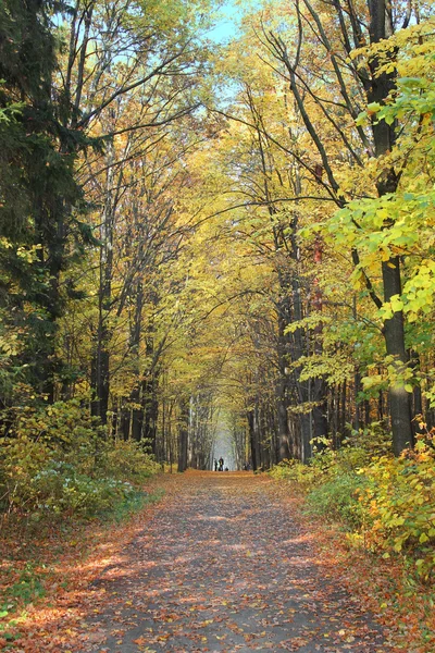 Paysage d'automne, feuilles jaunes sur les arbres — Photo