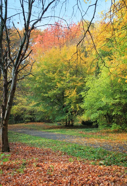 Bright beautiful autumn landscape — Stock Photo, Image