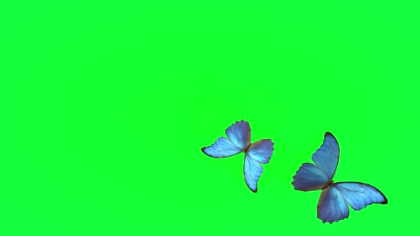 夏の青い蝶の飛行。緑の背景で蝶。3Dレンダリング — ストック動画