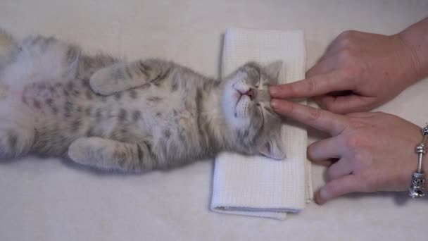 Vrouw doet ontspannende massage naar kitten — Stockvideo