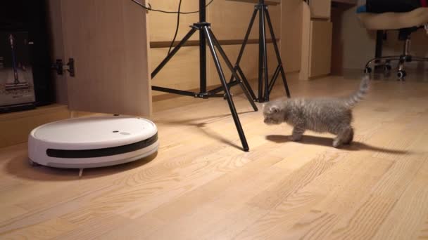 Liten skotsk kattunge är rädd för en robot dammsugare — Stockvideo