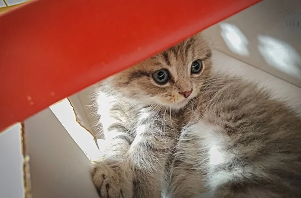 Mignon Chaton Écossais Six Semaines Jouant Dans Une Boîte Papier — Photo