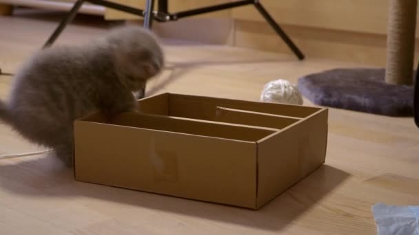 Söt sex veckor gammal skotsk kattunge som leker i pappkartong — Stockvideo