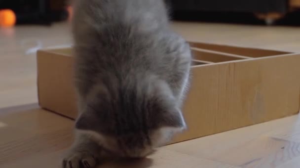 Schattig zes weken oud Schots kitten spelen in papieren doos — Stockvideo