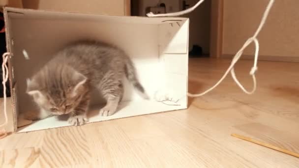 Schattig zes weken oud Schots kitten spelen in papieren doos — Stockvideo